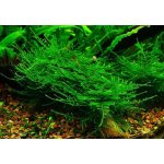 Taxiphyllum alternans - Taiwan moss – Zboží Dáma