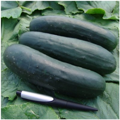 Okurka salátová Jogger F1 - Cucumis sativus - semena okurky - 12 ks – HobbyKompas.cz Okurka salátová Jogger F1 - Cucumis sativus - semena okurky - 12 ks – HobbyKompas.cz