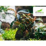 Bucephalandra Godzilla Kedang red – Sleviste.cz