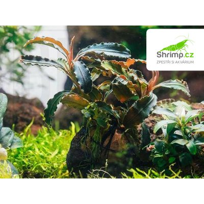 Bucephalandra Godzilla Kedang red – Sleviste.cz