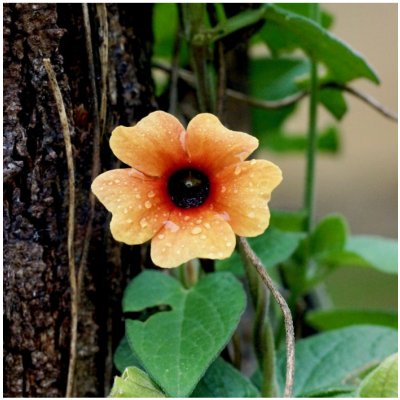 Smatovka křídlatá African Sunset - Thunbergia alata - prodej semen - 5 ks