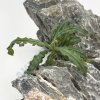 Akvarijní rostlina I--Z Bucephalandra catherine