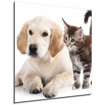 Skleněný obraz 1D - 50 x 50 cm - Cat and dog Kočka a pes – Zboží Mobilmania