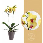 Orchidej Můrovec, Phalaenopsis Limelight, 2 výhony, žlutá – Sleviste.cz