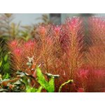 Rotala wallichii - Kolovka Wallichova – Zboží Dáma