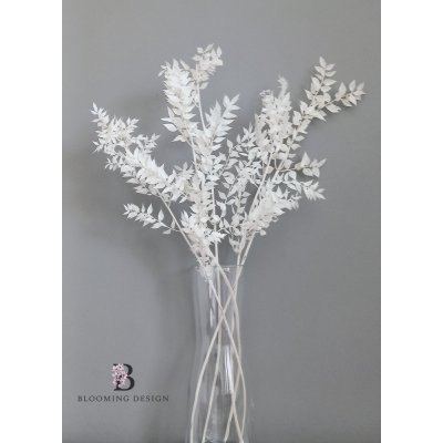 Stabilizovaný ruskus (ruscus) kytice/svazek bělený 120g – Zboží Dáma