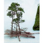 Heki Kittler 10 borovic jehličí 1534 – Zbozi.Blesk.cz