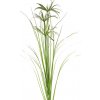 Květina Šáchor papírodárný / tráva Papyrus velká 120 cm