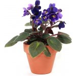 Gardners Saintpaulia mix, průměr 12 cm Africká fialka – Sleviste.cz