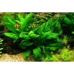 Echinodorus parviflorus - Šípatkovec malokvětý – HobbyKompas.cz Echinodorus parviflorus - Šípatkovec malokvětý – HobbyKompas.cz