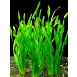 Vallisneria spiralis - Zákruticha šroubovitá – Zbozi.Blesk.cz