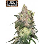 Seedstockers Girl Scout Cookies semena neobsahují THC 3 ks – Hledejceny.cz