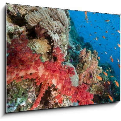 Obraz 1D - 100 x 70 cm - Marine life in the Red Sea. Mořský život v Rudém moři. – Zboží Mobilmania