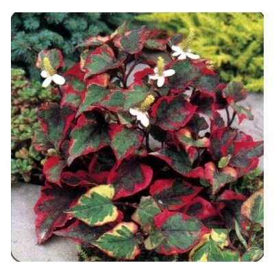 Houttuynia cordata Chameleon - Touleň srdčitá – Hledejceny.cz