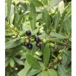 Vavřín vznešený - Laurus nobilis - semena vavřínu - 5 ks – HobbyKompas.cz