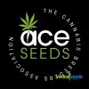 Semena konopí Ace seeds Malawi x PCK regular semena neobsahují THC 5 ks