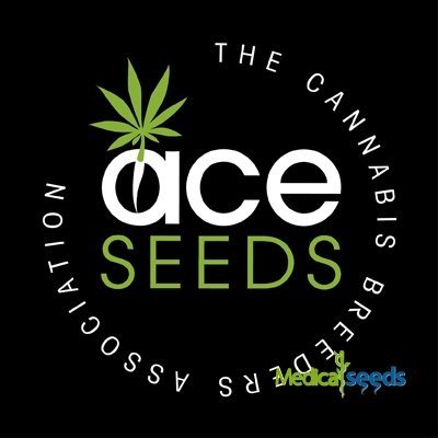 Ace seeds Guawi regular semena neobsahují THC 5 ks