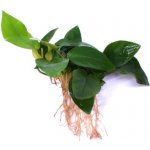 Anubias barteri var. nana Golden – Zboží Dáma