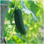 Okurka nakládačka Hokus Cucumis sativus osivo okurky 15 ks