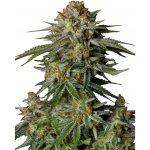 Fast Buds GG4 Sherbet FF semena neobsahují THC 3 ks – Hledejceny.cz