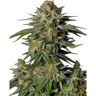 Fast Buds GG4 Sherbet FF semena neobsahují THC 3 ks – Hledejceny.cz