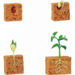 SAFARI Životní cyklus Zelená fazole – Hledejceny.cz