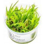 Blyxa japonica - Blyxa japonská – Zboží Dáma