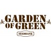 Semena konopí Garden Of Green Seedbank Violet Kush Auto semena neobsahují THC 1 ks