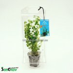 Rotala sp. Green – Zboží Dáma