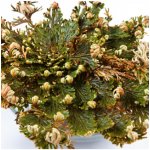 Růže z Jericha - Selaginella lepidophylla - cibule růže z Jericha - 1 ks – HobbyKompas.cz