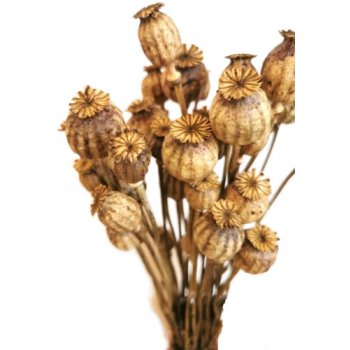 Sušené makovice dekorativní kytice/svazek přírodní béžová