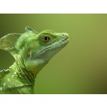 Kurz fotografování zvířat v zoo – Zboží Mobilmania
