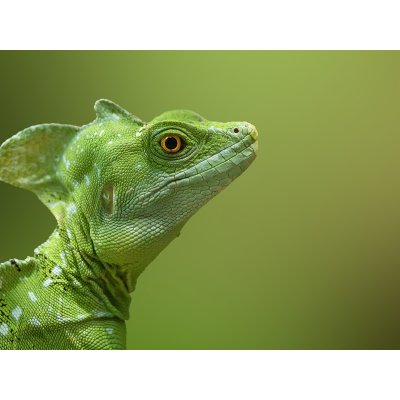 Kurz fotografování zvířat v zoo – Zboží Mobilmania