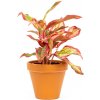 Květina Gardners Aglaonema Crete Flame, průměr 12 cm Aglaonema, Spící panna