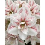 Hvězdník 'Aquaro' 1 ks – Sleviste.cz