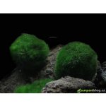 Cladophora Aegagropila spec. Linnaei – Zboží Dáma