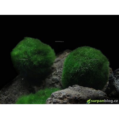 Cladophora Aegagropila spec. Linnaei – Zboží Dáma