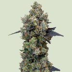 Royal Queen Seeds Orbital Banana F1 semena neobsahují THC 3 ks – Sleviste.cz