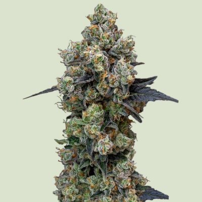 Royal Queen Seeds Orbital Banana F1 semena neobsahují THC 3 ks – Sleviste.cz
