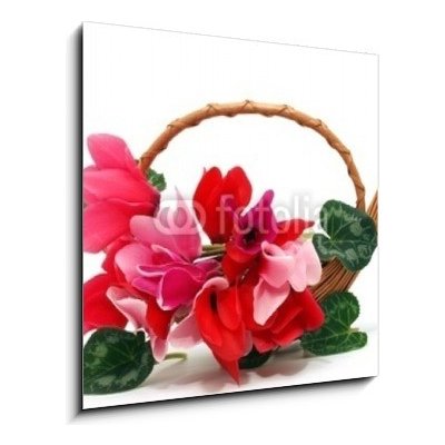 Obraz 1D - 50 x 50 cm - Colourful cyclamen flowers in the basket Barevné květy kylama v koši – Hledejceny.cz