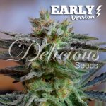 Delicious Seeds Sugar Black Rose Early Version semena neobsahují THC 1 ks – Zboží Mobilmania