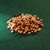 AROS zelené hnojení (hořčice + řepka)