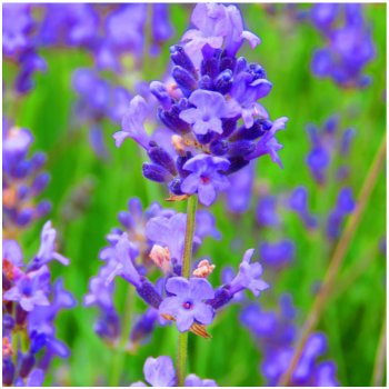 Levandule lékařská Provence Blue - Lavandula angustifolia - osivo levandule - 15 ks