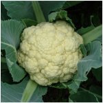 Květák raný Beta - Brassica oleracea convar. botrys - semena květáku - 150 ks – Sleviste.cz