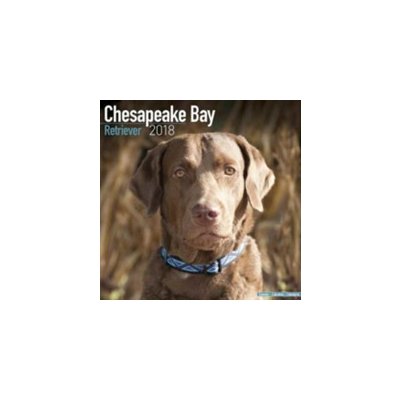 Chesapeake Bay Retriever Calendar 18 Heureka Cz