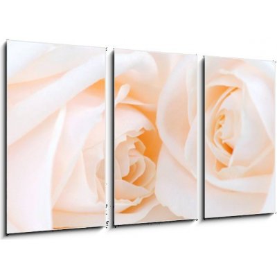 Obraz 3D třídílný - 90 x 50 cm - Two delicate high key beige roses macro floral background Dvě jemné vysoké klíčové béžové růže makro květinové pozadí – Zboží Mobilmania