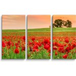 Sablio Obraz - 3-dílný Pole vlčích máků 2 - 120x80 cm – Hledejceny.cz