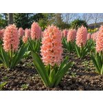 Hyacint 'Gipsy Queen' 3 ks – Hledejceny.cz