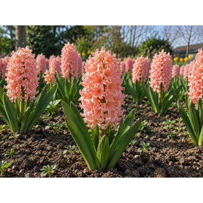 Hyacint 'Gipsy Queen' 3 ks – Hledejceny.cz