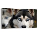 Obraz psa husky, jednodílný 120x70 cm – Hledejceny.cz